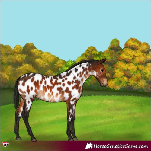 Horse Color:Gray Bay Near Leopard 