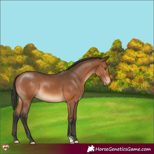 Horse Color:Bay 