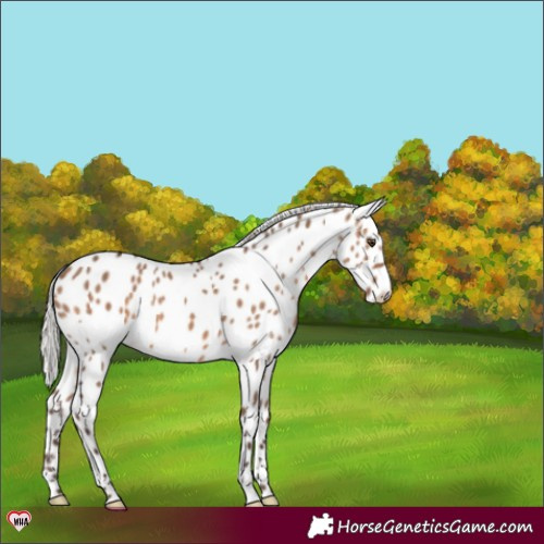 Horse Color:Silver Brown Dun Leopard 