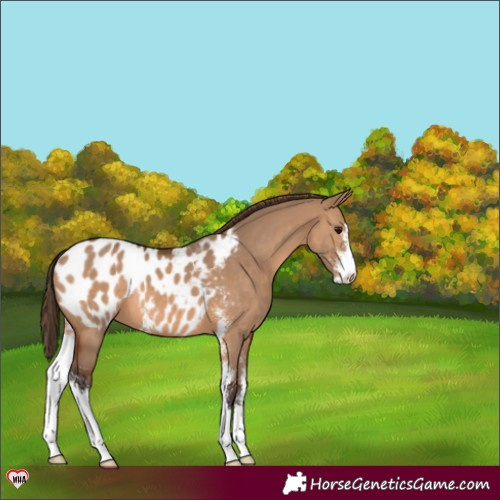 Horse Color:Bay Dun Sabino Appaloosa 
