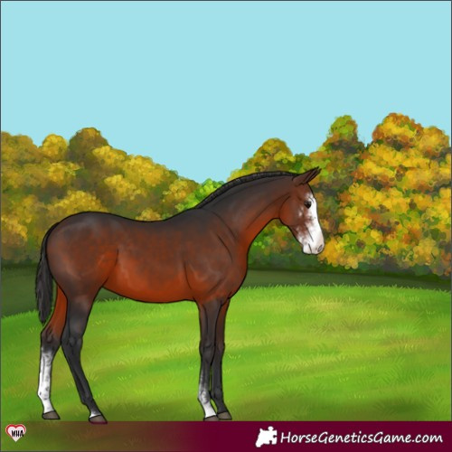 Horse Color:Brown Sabino 