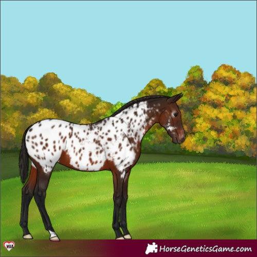 Horse Color:Gray Bay Appaloosa 