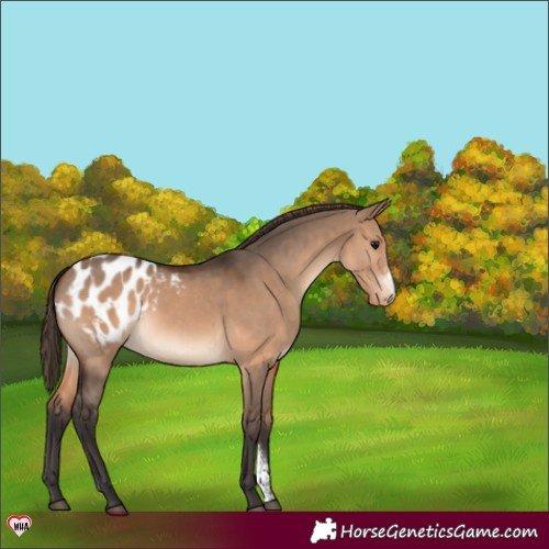 Horse Color:Brown Dun Sabino Appaloosa 