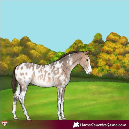 Horse Color:Bay Dun Sabino Appaloosa Brindle 
