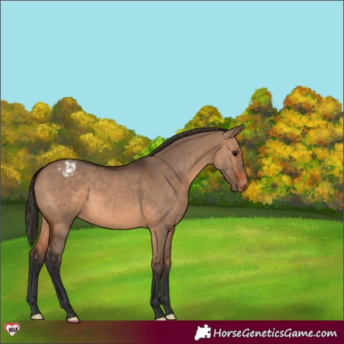 Horse Color:Brown Dun Appaloosa 