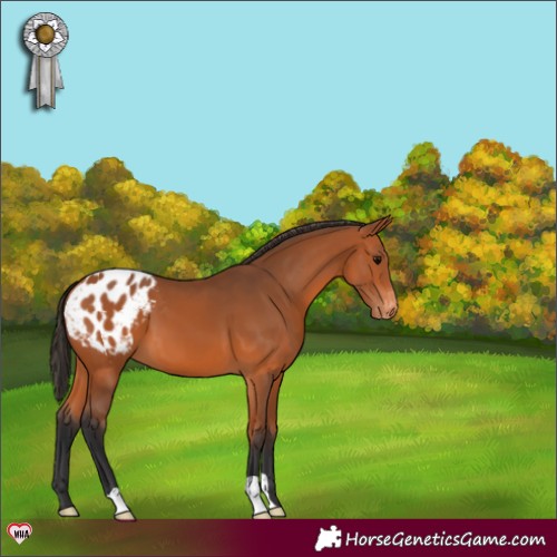 Horse Color:Bay Appaloosa 