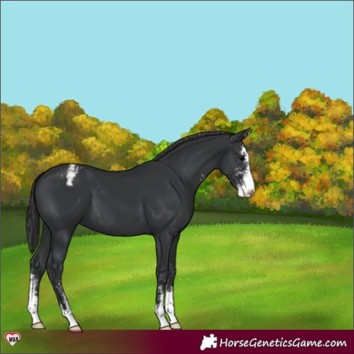 Horse Color:Black Sabino Appaloosa 
