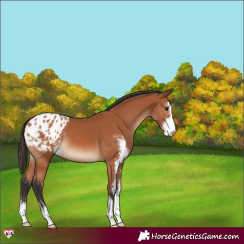 Horse Color:Bay Sabino Appaloosa 