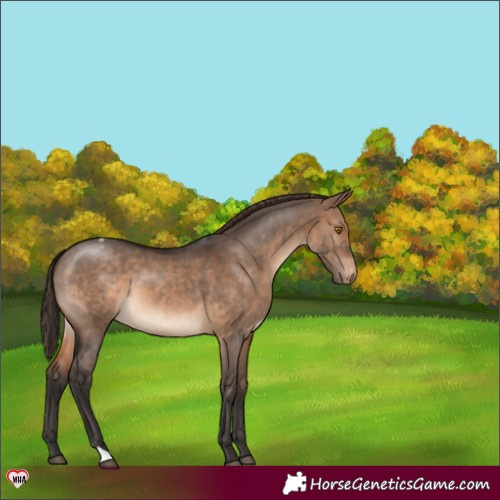 Horse Color:Brown Dun Appaloosa 