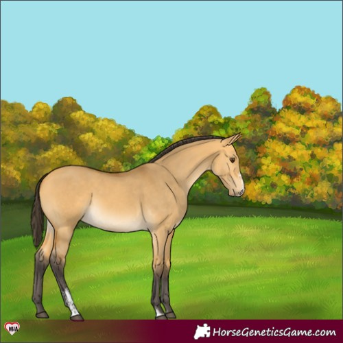 Horse Color:Buckskin Dun Sabino 