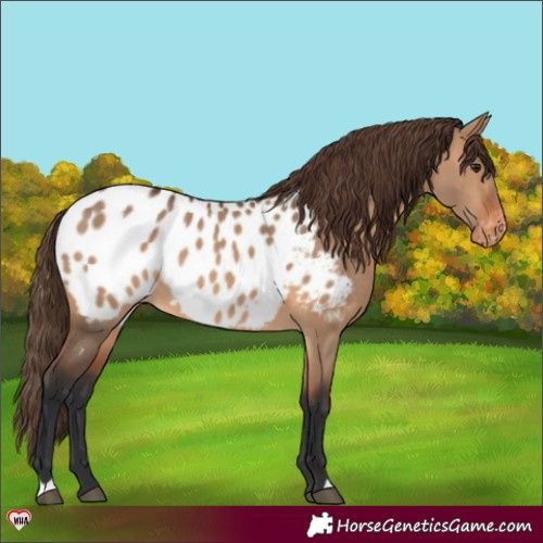 Horse Color:Bay Dun Appaloosa 