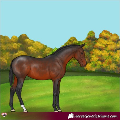 Horse Color:Brown 