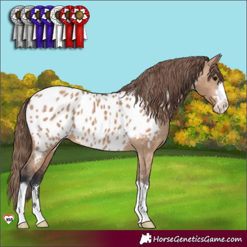 Horse Color:Bay Dun Appaloosa 