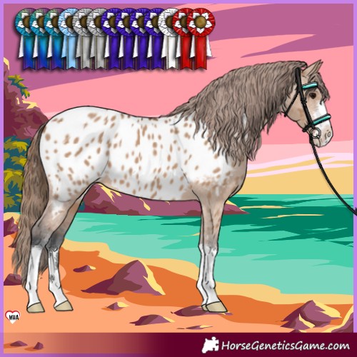 Horse Color:Bay Dun Appaloosa 
