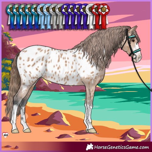 Horse Color:Bay Dun Appaloosa 