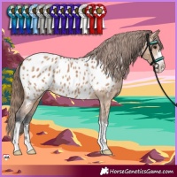 Horse Color:Bay Dun Appaloosa 