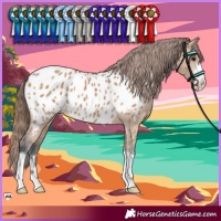 Horse Color:Bay Dun Appaloosa