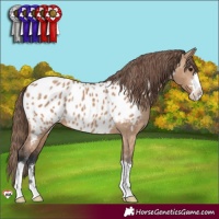 Horse Color:Bay Dun Appaloosa 