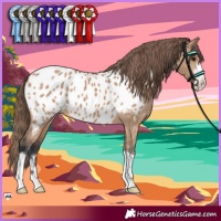 Horse Color:Bay Dun Appaloosa 