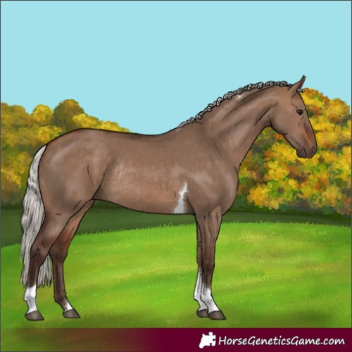 Horse Color:Silver Brown Dun Tobiano Rabicano 