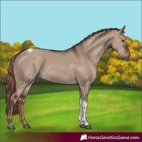 Horse Color:Liver Red Dun Tobiano Rabicano 