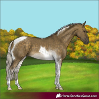 Horse Color:Silver Buckskin Dun Tobiano 