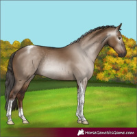 Horse Color:Gray Liver Red Dun Tobiano Rabicano 