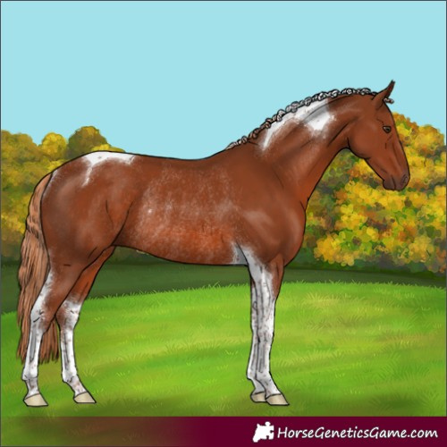 Horse Color:Chestnut Tobiano Rabicano 