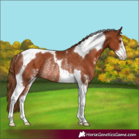 Horse Color:Chestnut Sabino Tobiano Rabicano 