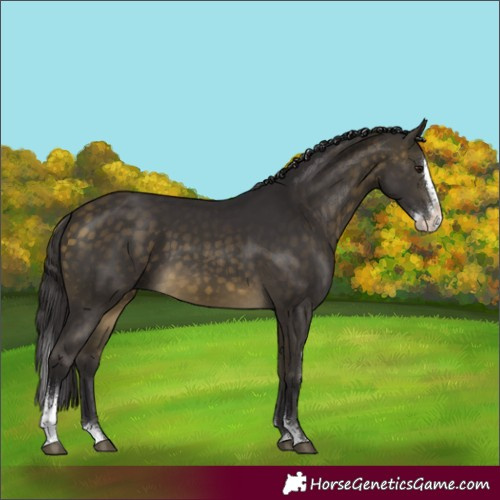 Horse Color:Buckskin Sabino Splash Rabicano