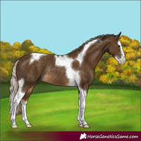 Horse Color:Chocolate Palomino Splash Tobiano Rabicano 