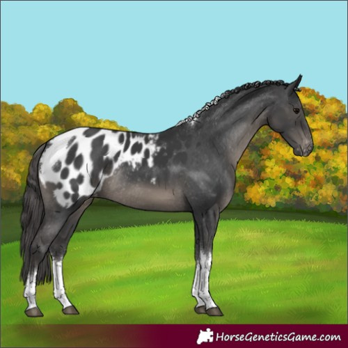 Horse Color:White Spotted Black Tobiano Appaloosa Rabicano 
