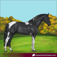 Horse Color:Black Tobiano Rabicano 
