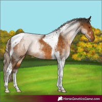 Horse Color:Chocolate Palomino Tobiano Rabicano 