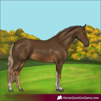 Horse Color:Chocolate Palomino Tobiano Rabicano 