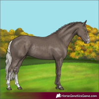 Horse Color:Silver Black Sabino Rabicano 