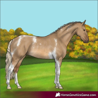 Horse Color:Chocolate Palomino Dun Tobiano Rabicano 