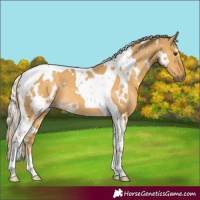 Horse Color:White Spotted Palomino Dun Tobiano 