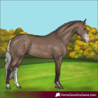 Horse Color:Silver Brown Dun Sabino Rabicano 