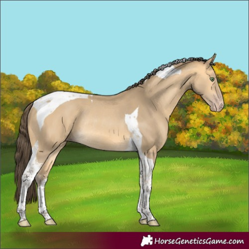 Horse Color:Amber Cream Champagne Tobiano Rabicano