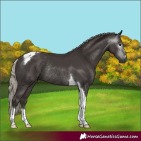 Horse Color:Gray Silver Black Tobiano Rabicano 