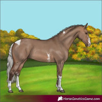 Horse Color:Silver Brown Dun Sabino Tobiano Rabicano