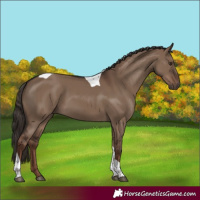 Horse Color:Liver Red Dun Tobiano Rabicano