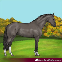 Horse Color:Smoky Grullo Tobiano Rabicano 