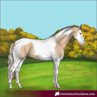 Horse Color:Red Dun Splash Tobiano 