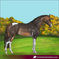 Horse Color:White Spotted Buckskin Tobiano Rabicano