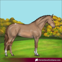 Horse Color:Red Dun Tobiano Rabicano