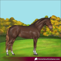 Horse Color:Liver Chestnut Tobiano Rabicano
