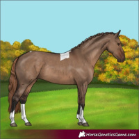 Horse Color:Liver Red Dun Tobiano Rabicano 