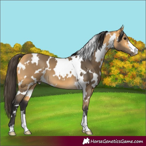 Horse Color:White Spotted Buckskin 
